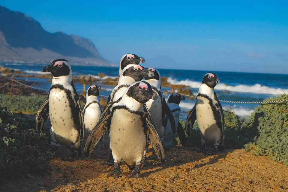 African penguins at Boulders Beach near Cape Town