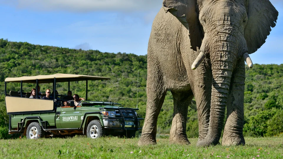 Elephants crossing open grassland in the Eastern Cape