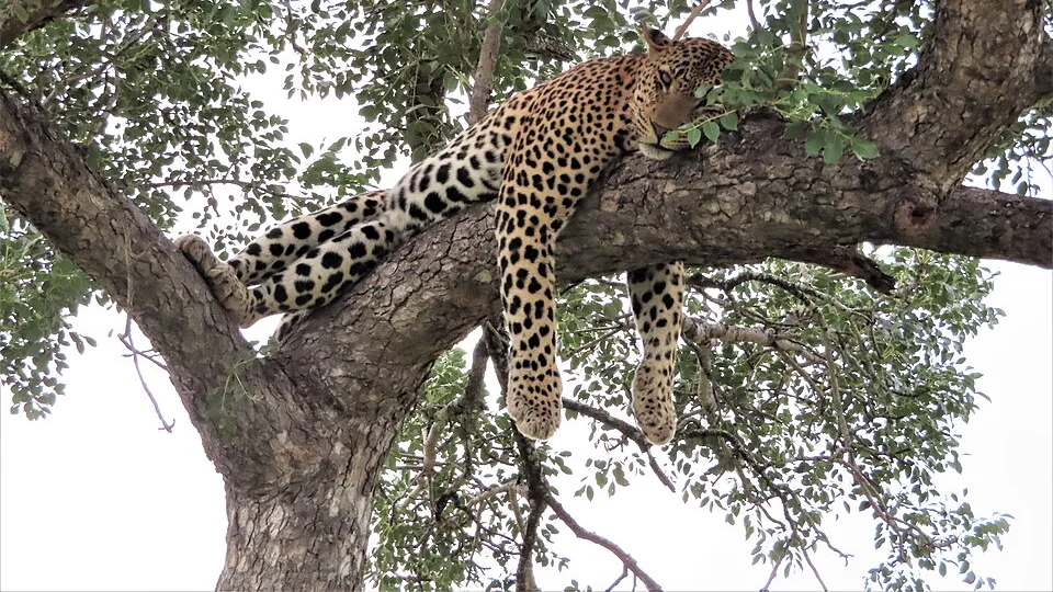 Leopard resting in the Sabi Sand bushveld